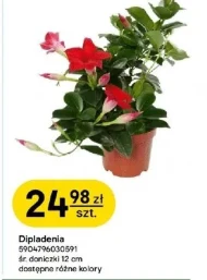 Dipladenia