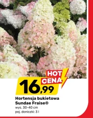 Hortensja