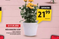 Róża