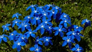 Jak kawałek nieba rzucony na rabatę. Ma multum odmian i niewiele wymagań