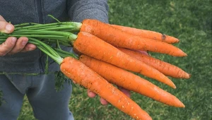 Nakarm tym marchewki wiosną. Będą dwa razy większe i słodkie jak cukierki