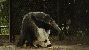 Yuri od lat jest jedną z najbardziej wyjątkowych podopiecznych Warszawskiego zoo