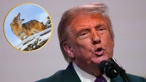 Za czasów prezydentury Donalda Trumpa amerykańska przyroda jest w odwrocie. To ciężkie dla niej czasy