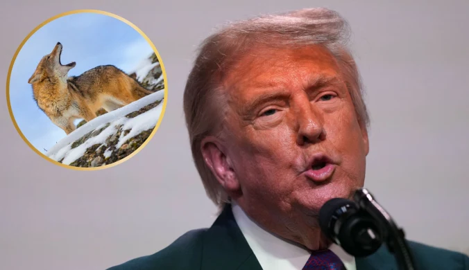 Za czasów prezydentury Donalda Trumpa amerykańska przyroda jest w odwrocie. To ciężkie dla niej czasy