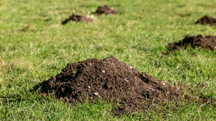 Krety są pożyteczne, ale mogą też poczynić w ogrodzie sporo szkód. Jak ochronić przed nimi trawnik?