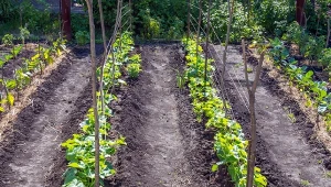 Kładź wokół ogórków. Naturalny nawóz azotowy i ochrona w jednym
