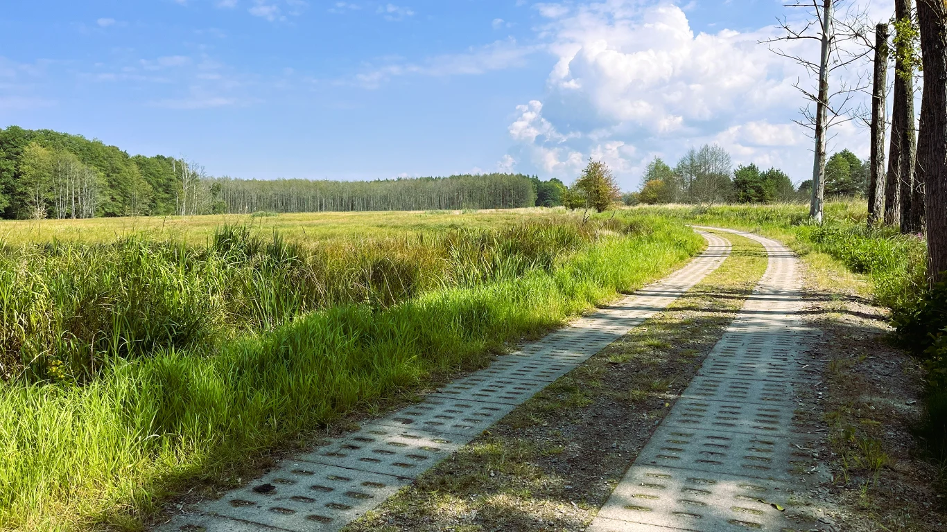 Kręta betonowa ścieżka prowadząca przez zieloną łąkę, otoczona wysoką trawą i pojedynczymi drzewami pod niebieskim niebem z białymi chmurami.