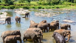 Turystka została zmiażdżona przez słonie w Dubare elephant camp w stanie Karnataka
