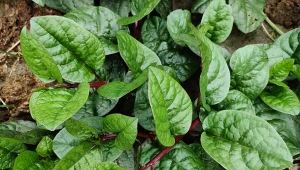 Posadź kolorowe warzywa na rabacie. Dadzą efekt naturalnego gąszczu 
