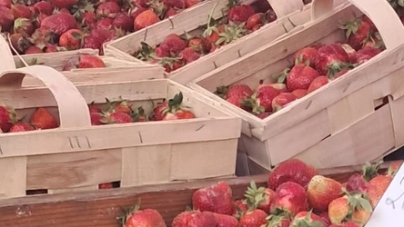 Ile kosztują truskawki na koniec maja?
