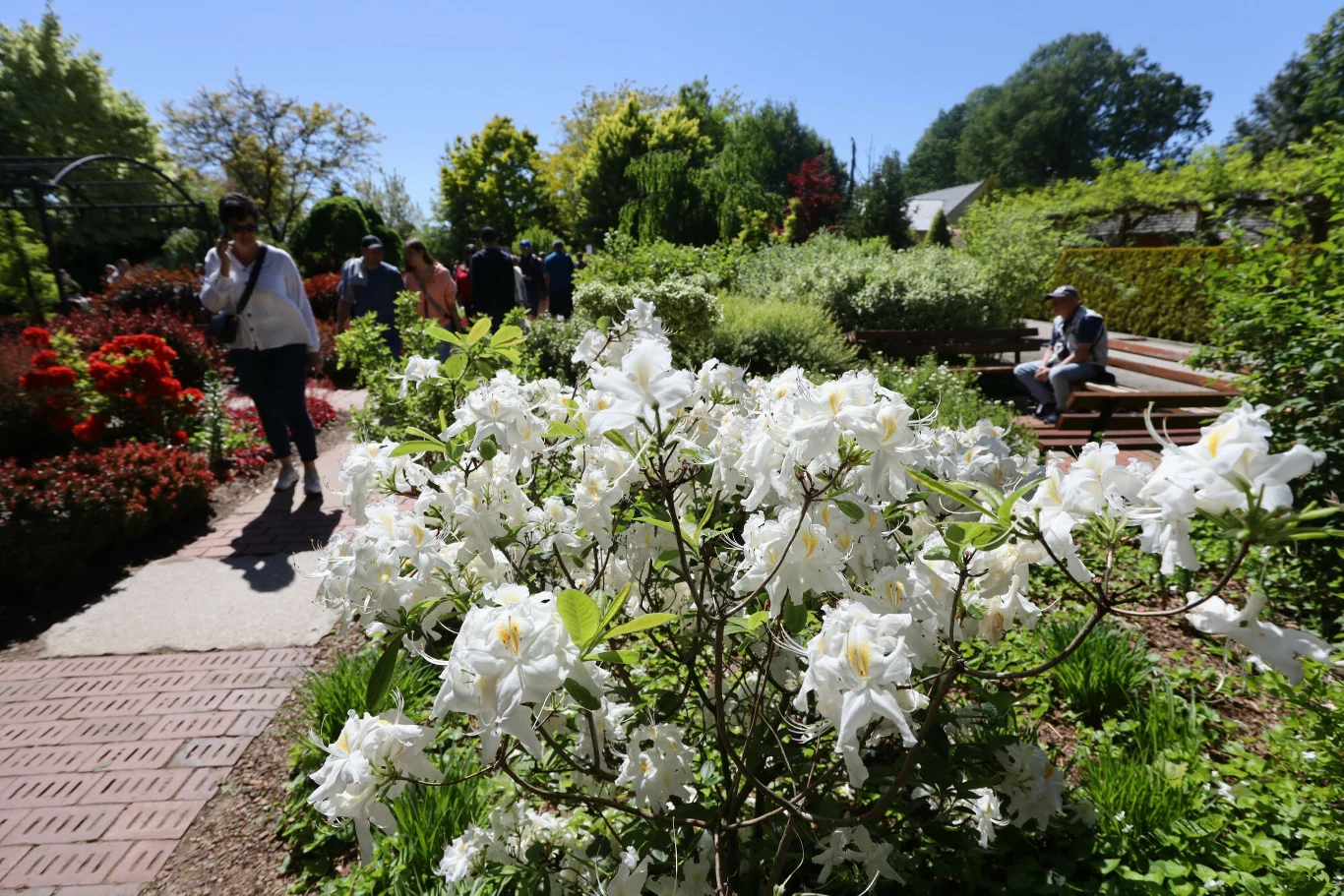 Białe kwiaty rododendronu na pierwszym planie, w tle spacerujący ludzie oraz mężczyzna siedzący na ławce w słonecznym ogrodzie pełnym zieleni.