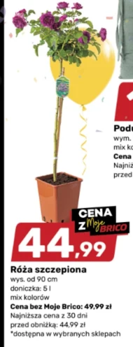 Róża
