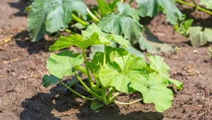 Najlepszy trik na uprawę cukinii. Obrodzi tak, że podzielisz się z sąsiadem