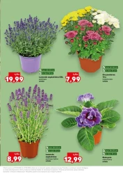 Wiosenne inspiracje! - Kaufland