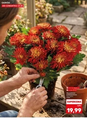 Wiosenne inspiracje! - Kaufland