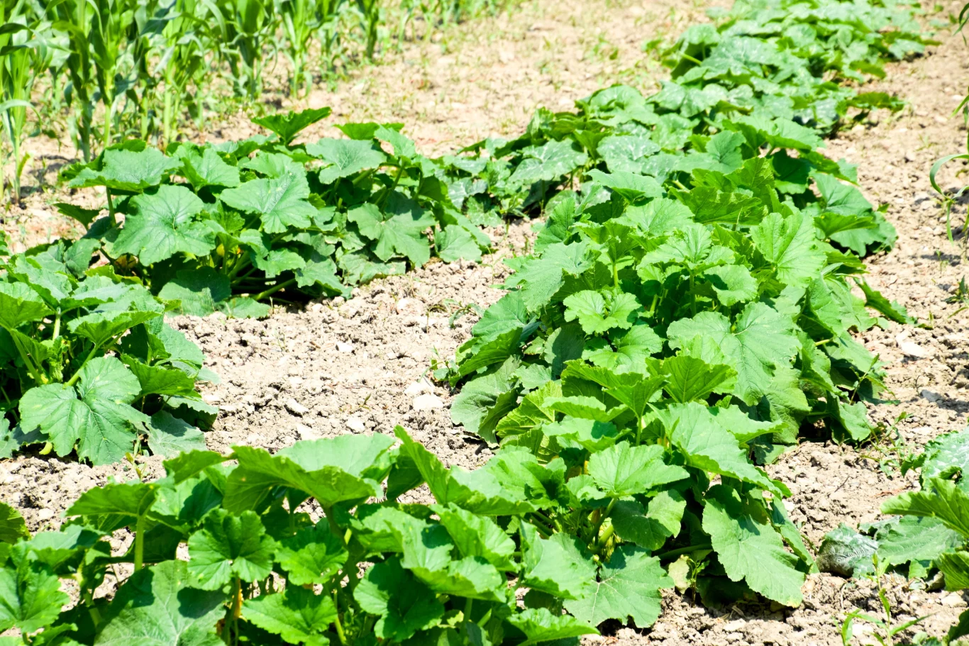 Rzędy zielonych roślin dyni posadzone na otwartej, nasłonecznionej grządce ogrodowej na tle suchej ziemi.