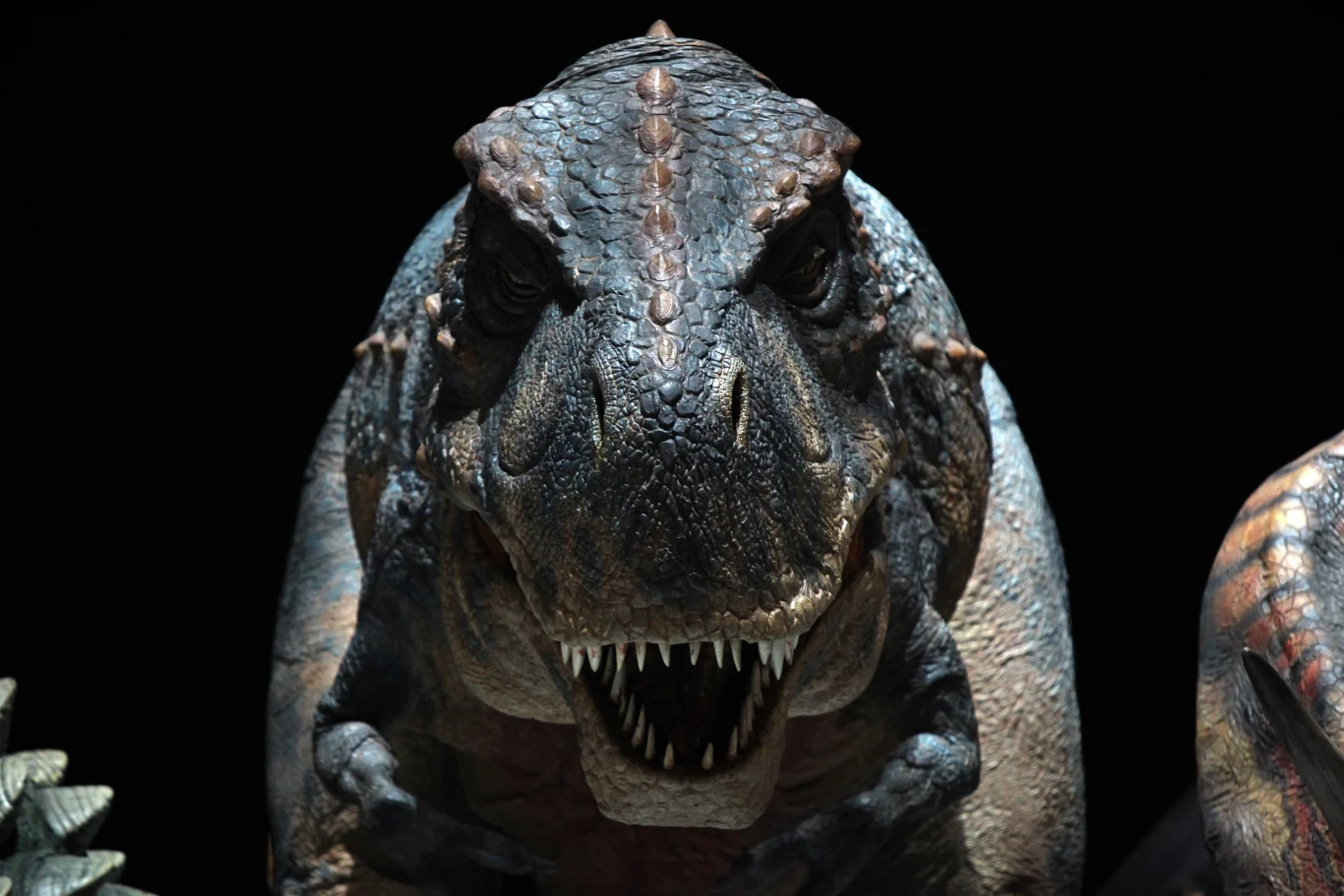 Tyranozaur miał silną czaszkę i bardzo małe, skarlałe przednie kończyny Głowa i przednie łapy dużego dinozaura z ostrymi zębami, szeroko otwartą paszczą i masywnym ciałem, skierowany przodem do obserwatora.