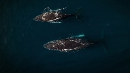 Humbaki zwane długopłetwcami oceanicznymi są znane z dalekich podróży morskich