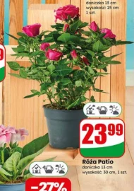 Róża Patio