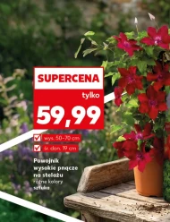 Powojnik