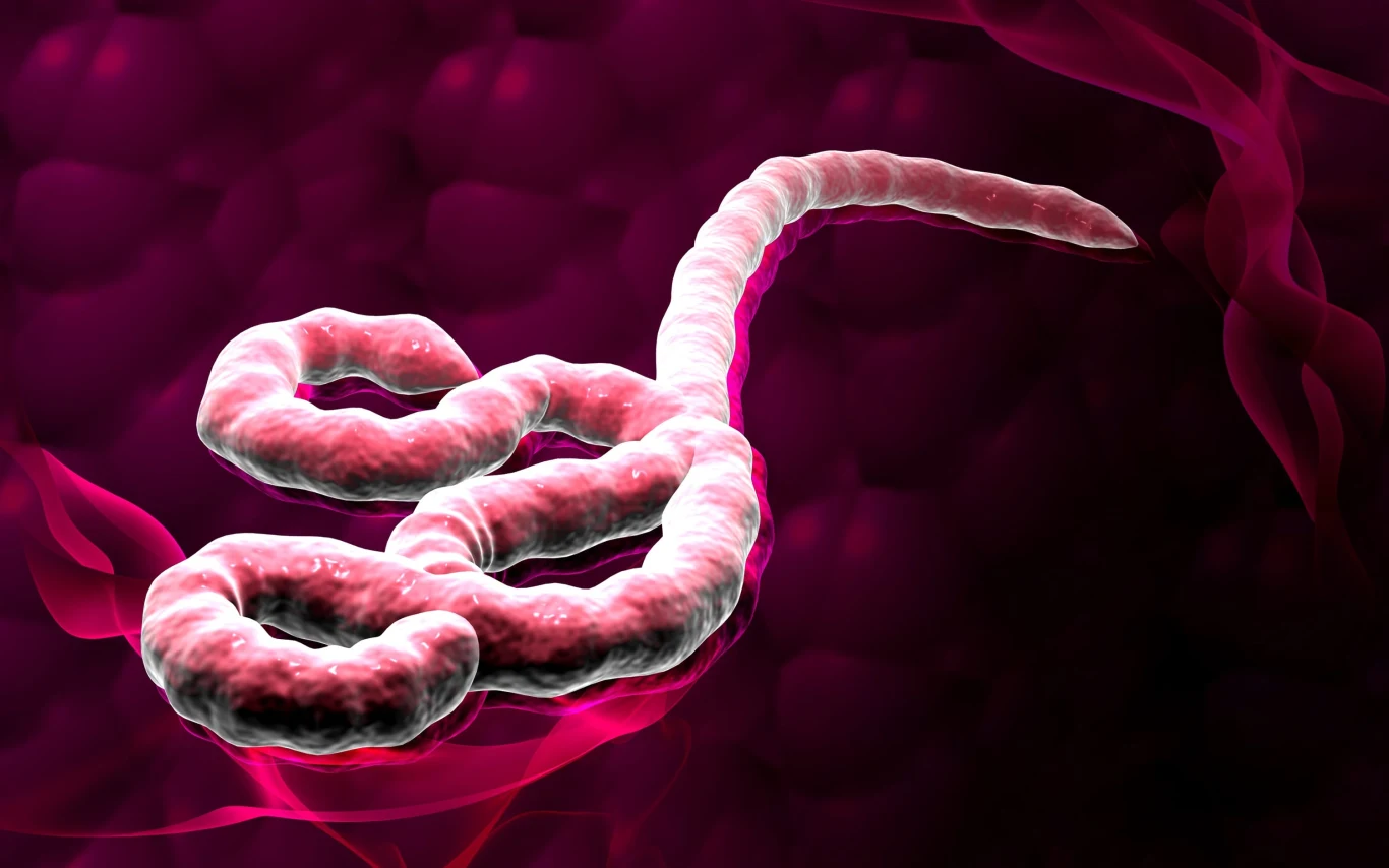 Cyfrowa rekonstrukcja wirusa gorączki krwotocznej Ebola z Zairu Podłużna struktura o spiralnie skręconym kształcie, otoczona wyrazistym, różowym tłem o nieregularnej fakturze.