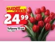 Bukiet tulipanów Tulipany