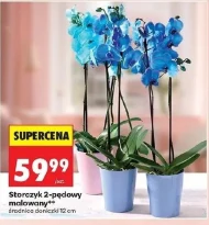 Орхідея Storczyk