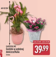 Goździk Gardenline