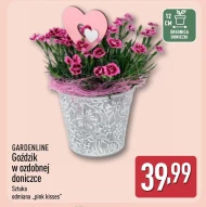 Goździk Gardenline