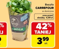 Bazylia w doniczce Carrefour