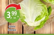 Sałata lodowa