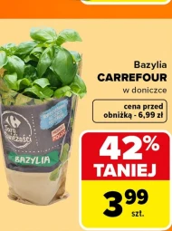 Bazylia w doniczce Carrefour