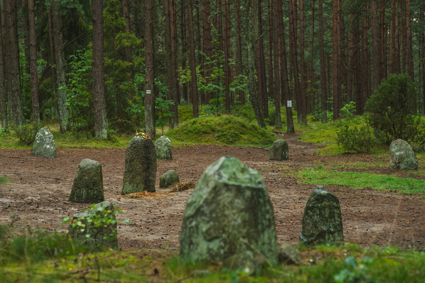 Krąg dużych kamieni ustawionych na leśnej polanie otoczonej wysokimi drzewami iglastymi.