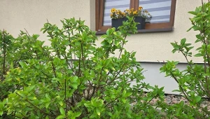 Najlepszy domowy nawóz do hortensji. Gigantyczne kwiaty gwarantowane
