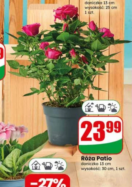 Роза Patio