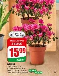 Azalia S!