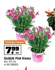 Goździk Pink