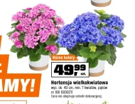 Hortensja