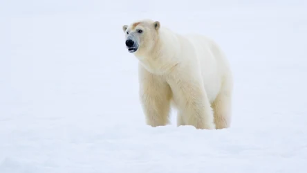 W Europie znaleziono pierwszego niedźwiedzia polarnego zarażonego ptasią grypą
