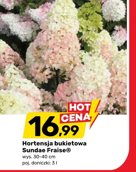 Гортензія