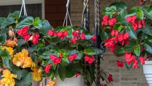 Begonia w donicy słabo kwitnie? Warto wypróbować tę odżywkę.