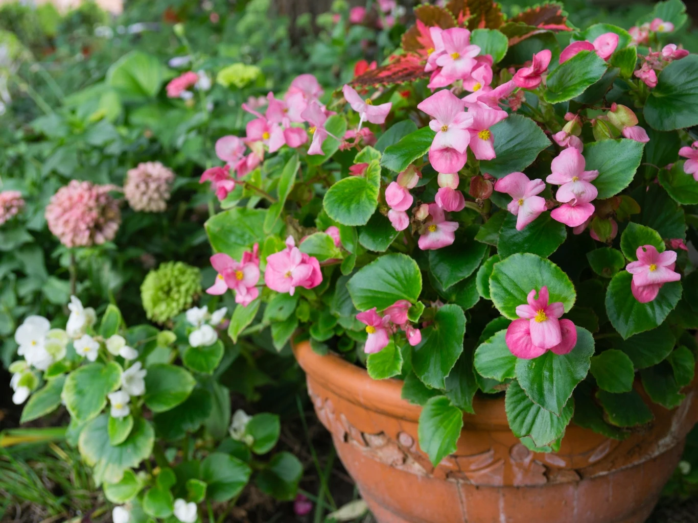 Begonie najlepiej rozwijają się w miejscach jasnych, ale osłoniętych przed ostrym słońcem. Gliniany doniczkowy pojemnik wypełniony bujną begonią o intensywnie różowych kwiatach, otoczony innymi kolorowymi roślinami na tle zieleni ogrodu.