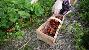 Polskie truskawki w tym roku mogą być droższe. Powodem są dotkliwe przymrozki z kwietnia