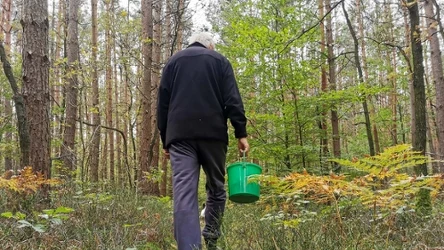 Wiosna to również dobry czas na grzybobranie i powrót z pełnym koszykiem. Na jakie gatunki można trafić? 