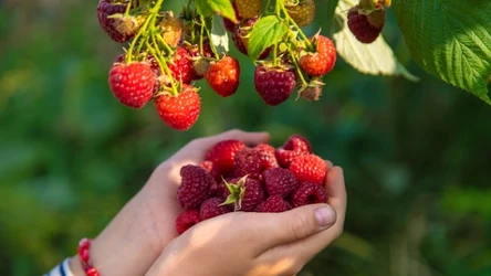 Majowe nawożenie malin. Dzięki temu w sezonie owoce są soczyste i słodkie.