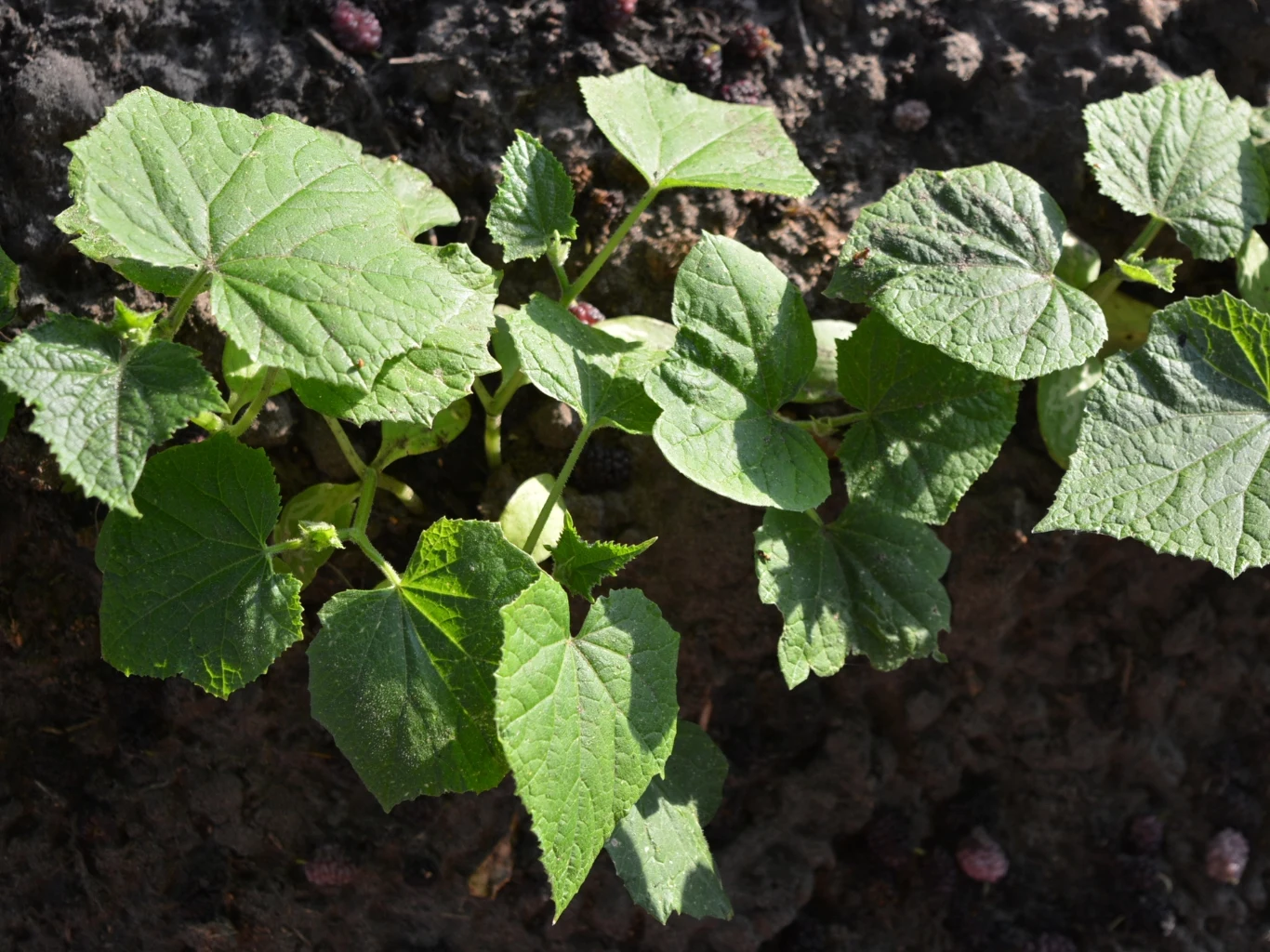 Ogórki lubią nawożenie organiczne. Młoda roślina ogórka z jasnozielonymi, dużymi liśćmi rosnącymi na ciemnej, wilgotnej ziemi ogrodowej.
