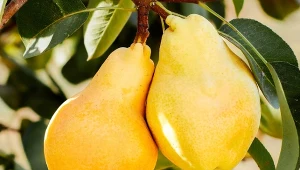 Posadź dawną gruszę w ogrodzie. Przypomnisz sobie smak dzieciństwa