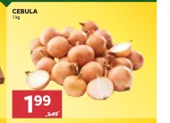Cebula