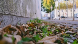Obowiązek utrzymania chodnika w czystości obejmuje nie tylko usuwanie śniegu i lodu, ale także dbanie o jego stan latem i jesienią.
