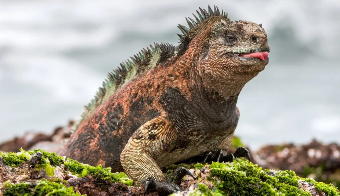 Obywatele Tajlandii chcieli wywieźć z Galapagos rzadkie legwany 